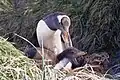 Pinguim-gentoo