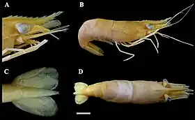 Espécime museológico