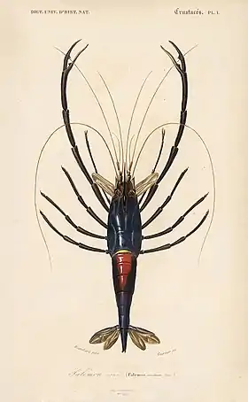 Macrobrachium carcinus em ilustração de 1838