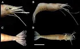 Espécime museológico