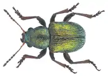Macrocoma rubripes, uma espécie setácea