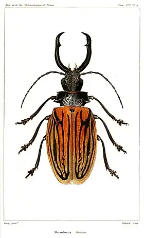 Ilustração de Macrodontia dejeanii Gory, 1839.