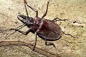 Foto de um indivíduo macho de M. crenata, parcialmente coberto por substrato, em Huánuco, Peru.