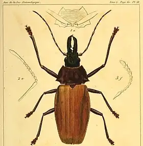 Ilustração da descrição original de M. flavipennis; retirada dos Annales de la Société Entomologique de France, tomo 2, Paris, 1833.