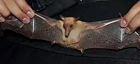 Macroglossus sobrinusBogor, Indonésia