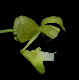 Macropodanthus cootesii