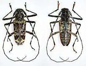 M. trochlearis, a espécie-tipo do gênero. Espécime proveniente de Loreto, Peru, vista superior e inferior.