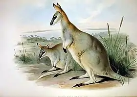 Ilustração de John Gould