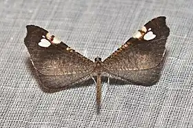 Possível espécime de Macrosoma subornata (W. Warren, 1904); espécie distribuída da Colômbia ao Peru.