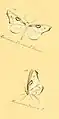 As primeiras ilustrações científicas de M. tipulata; publicadas por Jacob Hübner em 1818.