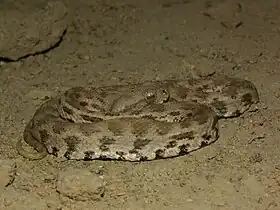 Macrovipera lebetina obtusa