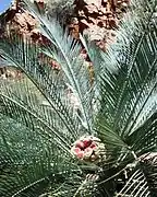 Macrozamia macdonnellii com fruto.