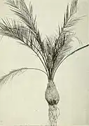 Ilustração mostrando Macrozamia platyrachis.