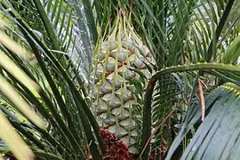 Macrozamia spiralis.