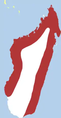 A distribuição dos Saroglossa aurata.