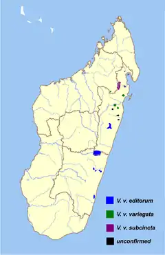 Distribuição dos V. variegata