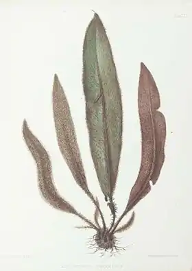 Elaphoglossum sp.