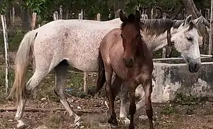 Mãe e filho da raça Cavalo nordestino.