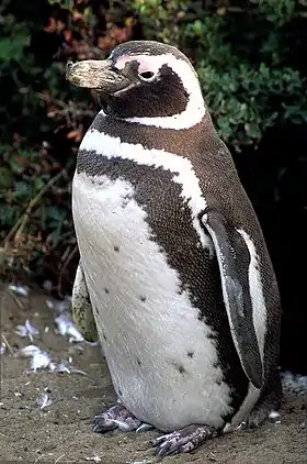 Um pinguim-de-magalhães perto de Punta Arenas, no Chile, no verão.