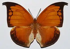 Coenophlebia archidona (ex Anaea archidona), vista superior. Embaixo, suas asas exibem uma camuflagem imitando as nervuras esqueléticas de uma folha velha. A fêmea é geralmente maior que o macho e suas cores, mais atenuadas, formam um padrão menos preciso. Pertencem à tribo Anaeini, com o maior numero de gêneros dentre os Charaxinae.