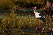 Maguari, uma espécie de cegonha, caminha em um lago
