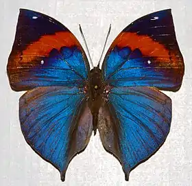 A borboleta-folha Kallima paralekta, do sudeste asiático. Em muitas espécies de borboletas-folha, incluindo os Anaeini centro e sul-americanos, a padronagem superior das asas é vistosa.