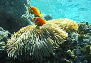 Peixe-palhaço maldivano (Amphiprion nigripes).