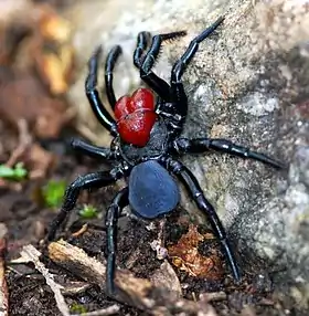 Exemplar masculino de Missulena occatoria, uma aranha da família Actinopodidae.