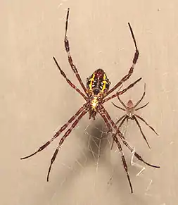 Fêmea e macho de Argiope appensa.