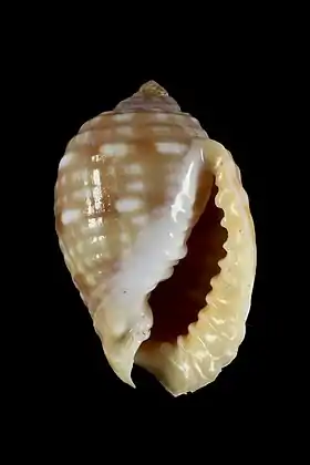 Vista inferior de um espécime de Malea pomum (Linnaeus, 1758) coletado em Moçambique, na África Oriental.