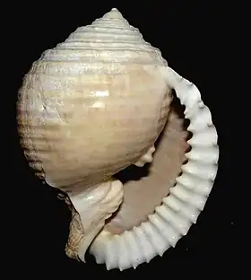 Concha de Malea ringens (Swainson, 1822); o gênero Malea é dotado de lábio externo espesso e fortemente dentado e com uma distinta escavação na columela.