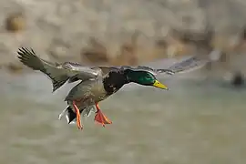 Um pato-real em voo.