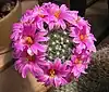 Mammillaria boolii HBG 48842