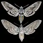 Manduca quinquemaculata