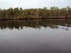 Manguezal em Bertioga, litoral de São Paulo.