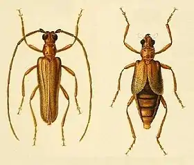 Mantitheus pekinensis