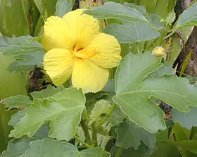 Hibiscus brackenridgei