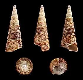 Cinco vistas da concha de Maoricolpus roseus (Quoy & Gaimard, 1834), espécime proveniente do norte da Ilha Sul, Nova Zelândia.