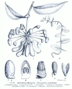 Marcgravia umbellata