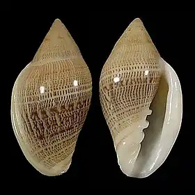Marginella belcheri Hinds, 1844, uma das espécies atlânticas encontrada na costa da África Ocidental, região com grande incidência de moluscos Marginellidae.