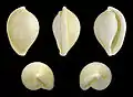 Cinco vistas da concha de Margovula marginata (G. B. Sowerby I, 1828); espécime vindo das ilhas Pescadores, Taiwan, e pertencente à subfamília Eocypraeinae.