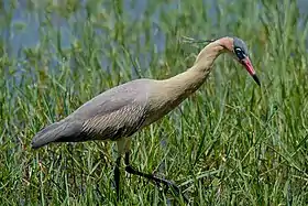 Syrigma sibilatrix no Uruguai