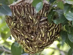 Espécie comum no Brasil