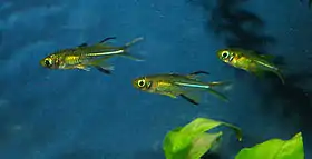 Marosatherina ladigesi