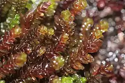 Marsupella emarginata.