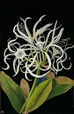 Pancratium maritimum L. - colagem por Mary Delany