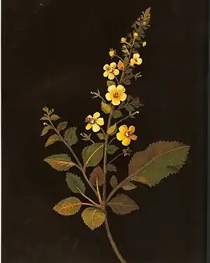 Colagem por Mary Delany