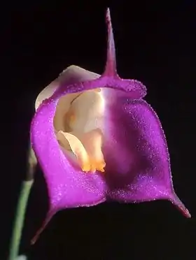 Masdevallia uniflora (Typus)