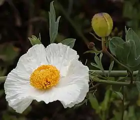 Matilija poppy