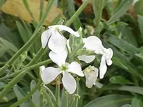 Matthiola incana